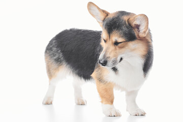 Pembroke Welsh Corgi portrait isolated on white studio background with copy space, purebred dog