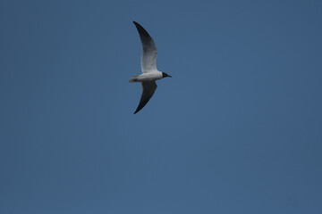 Laughing Gull soaring through the sky above Acadia National Park in Maine.