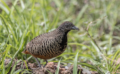 Barred Buttonquail on the ground animal portrait.