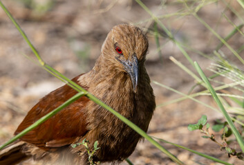 Andaman coucal close up shot animal portrait.