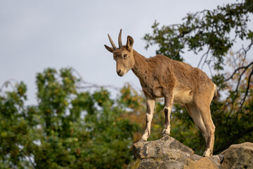 Siberian Ibex - Capra sibirica, beautiful asiatic goat from central Asia hills and mountains, Russia.