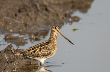 Pintail Snipe on the ground animal portrait.