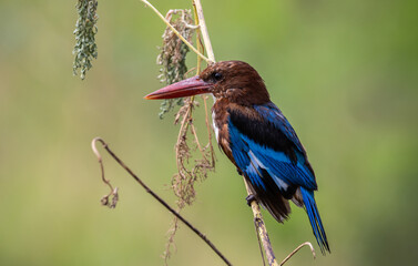 White-throated Kingfisher on the branch tree animal portrait.