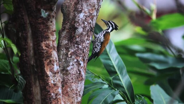 Common goldenback (Dinopium javanense)  eating ants in trees