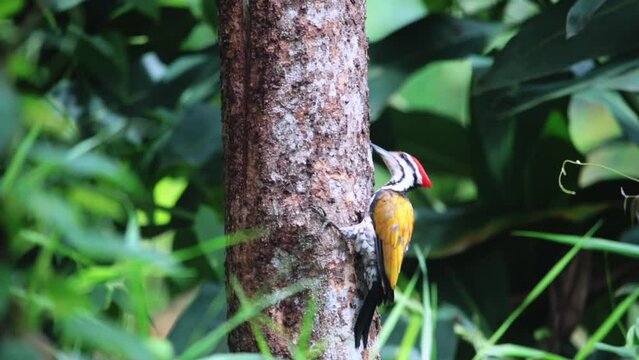 Common goldenback (Dinopium javanense)  eating ants in trees