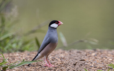 Java sparrow on the ground animal portrait.