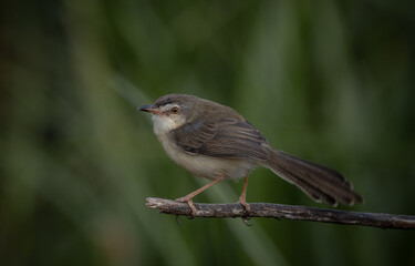 Plain Prinia on the branch animal portrait.