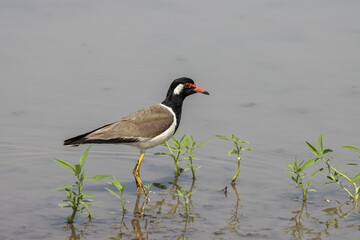 Red-wattled Lapwing on ground animal portrait.