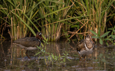 greater painted-snipe on the ground close up shot ( Animal portrait ).