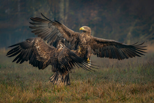 A pair of battling White tailed eagles (Haliaeetus albicilla) appear to be performing karate mid-air. Poland, europe. Fighting eagles. National Bird Poland.                                          