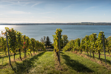 Fototapeta na wymiar Vineyard with view of Lake Constance, Uhldingen-Muehlhofen, Upper Swabia, Baden-Wuerttemberg, Germany