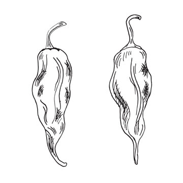 Jolokia red ghost hot pepper vector illustration isolated on white background. Hand drawn ink trinidad scorpion hot pepper. Habanero black white graphic. Design element for wrapping, menu, package
