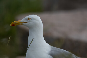 Herring Gull close-up portrait at Acadia National Park in Maine.