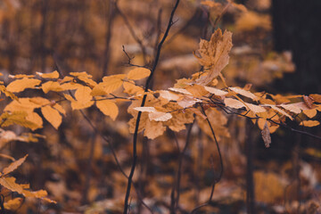 herbstliche Blätter im Wald