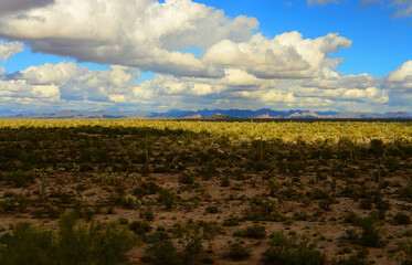 Fototapeta premium Sonora Desert Arizona