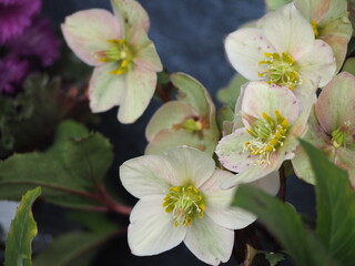 可憐な花　クリスマスローズ