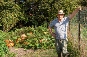 Elderly man in the vegetable garden in the pumpkin harvest season.