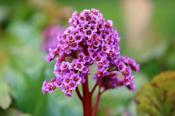 Medical plant Bergenia Cordifolia