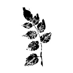 Stencil,leaf print.Decorative botanical elements.Vector graphics.