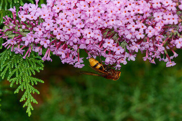 Hornissenschwebfliege (Volucella zonaria) am Sommerflieder	