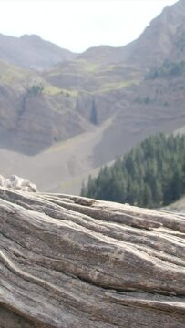 A child balances on a fallen tree by a mountain lake in a U.S. national park. Close-up of legs and boots Adventure, growth, childhood nature connection, eco-education Overcoming challenges and growing