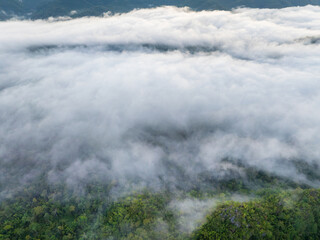 Tropical forests can absorb large amounts of carbon dioxide from the atmosphere.