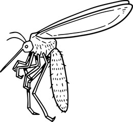 mosquito illustration.