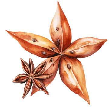 watercolor star anise spice isolated clip art preview