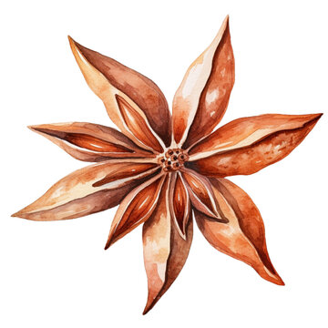 watercolor star anise spice isolated clip art preview