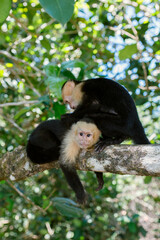 two cute monkeys on a branch in costa rica