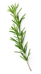 Obraz premium Fresh Twig of Rosemary isolated on white background