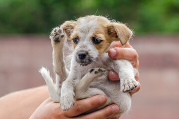 male hands are holding little puppy - obrazy, fototapety, plakaty