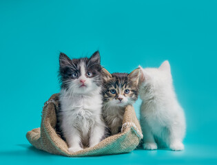 two kittens in a sack and one next to the bag on a turquoise background