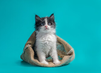 kitten in a sack turquoise background