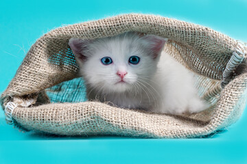 kitten in a sack turquoise background - obrazy, fototapety, plakaty