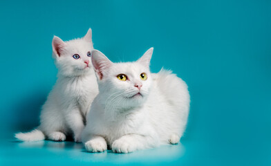 white kitten next to his mother on a turquoise background