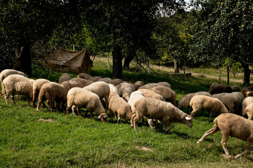 Obraz premium Sheep graze on a lawn in the mountains. Picturesque nature.