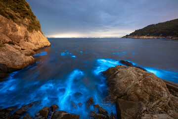 Blue tears Noctiluca scintillans. Photographed in Matsu, Taiwan