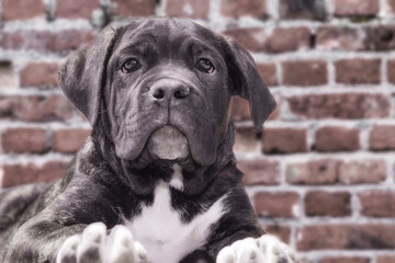 canecorso black puppy on brick wall background close up