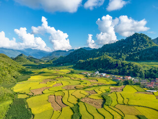 Ripe rice season in terraced fields, Ha Giang province, Viet nam