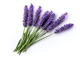 Top View of Fresh Lavender Buds isolated on white background