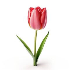 Tulip on White Background isolated on white background