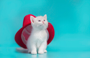 white fluffy kitten under a red summer hat on a turquoise background