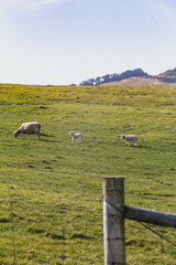 flock of sheep on the green field 