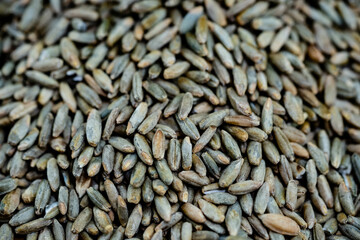 Roggen Vollkorn Secale cereale auf Olivenholz