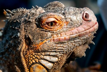 a large iguan lizard with big eyes and sharp teeth