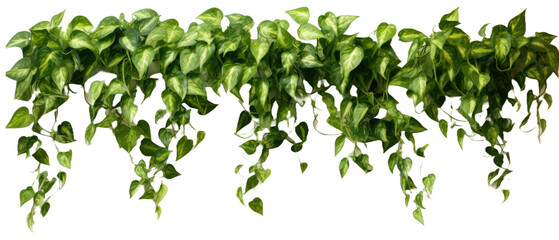 Fototapeta na wymiar Devil's ivy or golden pathos hanging on transparent background