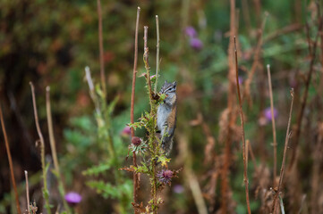 Least Chipmunk Eating Thistle Flowers