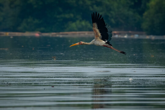 A milky stork flying over sea water in jakarta bay, natural bokeh background