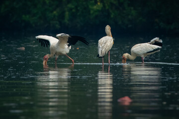 a goup of milky stork bird mycteria cinerea searching for food on shallow water with reflection, natural bokeh background